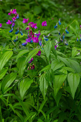 Lathyrus vernus in bloom, early spring vechling flower with blosoom and green leaves growing in forest, macro