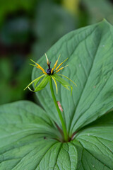 Paris quadrifolia in bloom. It is commonly known as herb Paris or true lover's knot