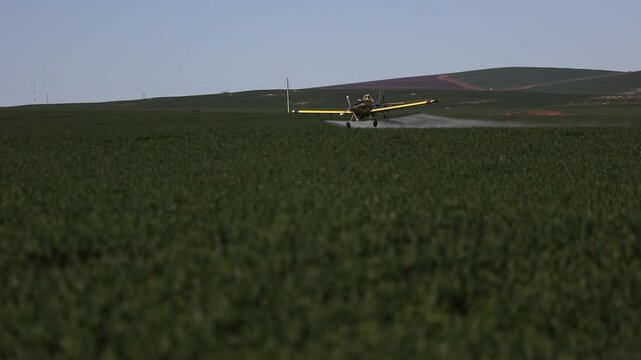 Acrobatic crop duster plane flies low to spray pesticide on wheat field