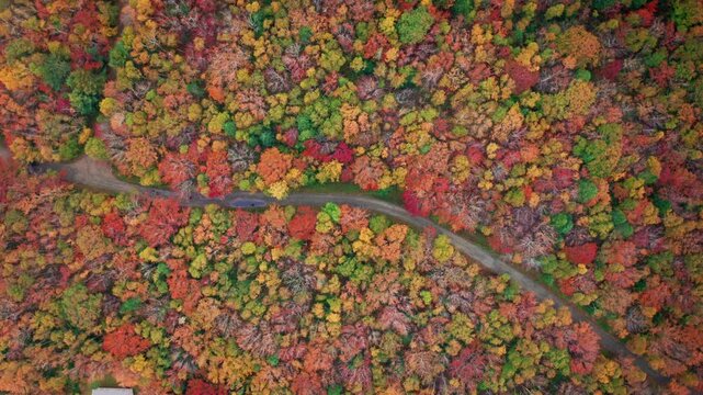 Autumn forest colors. Aerial drone shot over the picturesque landscape of Nova Scotia, Canada.
Bird's eye view of the colorful foliage. Vibrant tree leaves. Fall landscape.