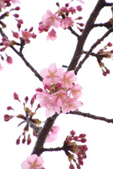 桜　河津桜