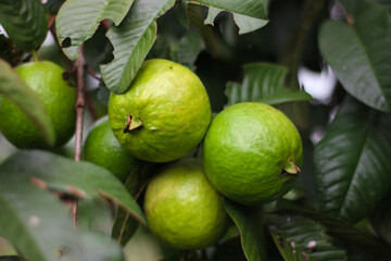 some fresh green guava fruit on the tree