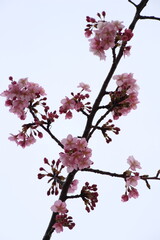 桜　河津桜