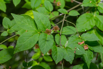 Little flowers of Euonymus verrucosus or spindle tree