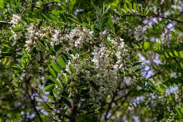 Honey bee collects nectar from white flowers tree acacia. Blooming clusters of acacia. Honey spring plant. Collect nectar. Branches of black locust, Robinia pseudoacacia, false acacia