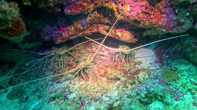 Bamboo lobsters shelter under a coral reef ledge.
