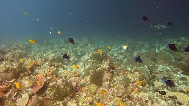 Redtoothed triggerfish and yellow chromis damselfish swim in the Banda Sea, Indonesia.