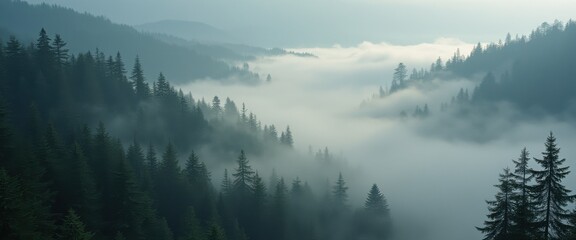 Naklejka premium Misty valley reveals a serene landscape of towering trees and rolling fog in the early morning light