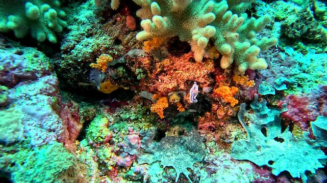 Nudibranch Chromodoris lochi crawls on a coral reef.