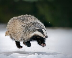 Running badger