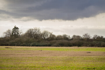 Fototapeta premium Leafless bushes behind a meadow in the snowless winter.