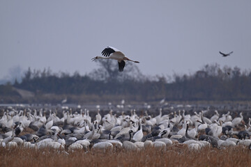 pelicans in flight