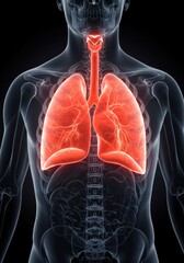 3D medical illustration of human respiratory system bronchial tubes, trachea, and lung. X-ray.