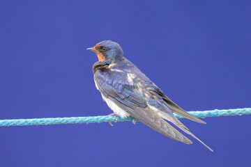 A Barn swallow resting on a rope