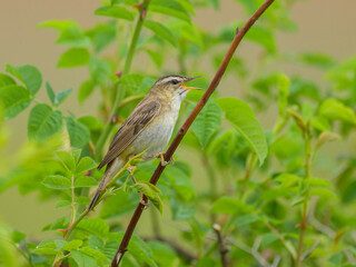 A Sedge Warbler sitting on a plant