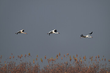 birds in flight