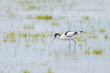 A Pied Avocet walking in shallow water