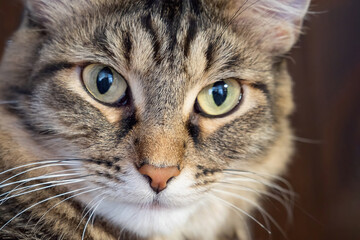Portrait of a domestic tabby cat, cat's face in close-up.