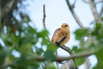A female red footed sitting in a tree