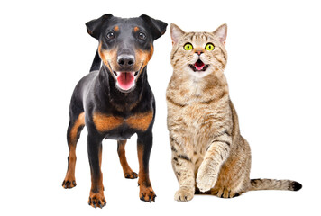 Obraz premium Cute dog of breed Jagdterrier and cat Scottish Straight together isolated on white background