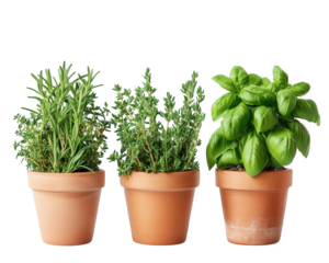 Potted herbs for office desks, including rosemary, thyme, and basil, add touch of greenery and freshness to any workspace, enhancing atmosphere and mood