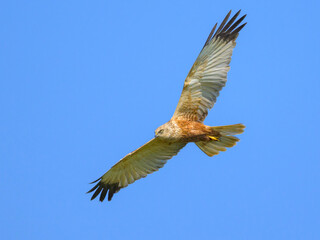 A Western Marsh Harrier in flight blue sky