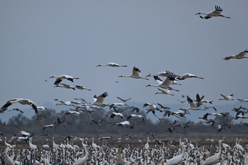 seagulls in flight