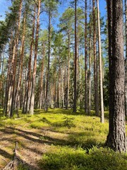 pine forest in the autumn