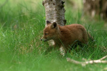 Fototapeta premium young fox