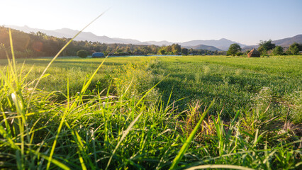 Green grass field in spring with evening light, rice fields