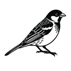 Sparrow Vector art Illustration 