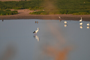 swans on the lake