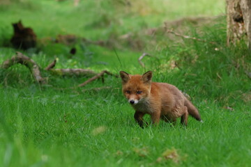 young fox