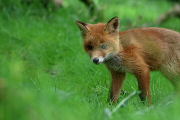 young fox