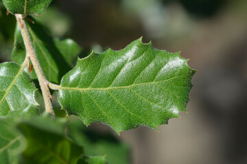 Evergreen oak leaves