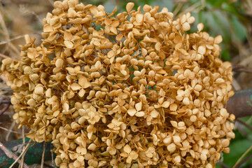 Faded Elegance: Close-Up of Dried Hydrangea Blooms