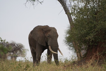 portrait of a large african elephant roaming the savannah of the tarangire national park tanzania
