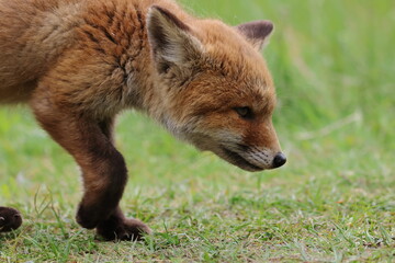 fox cub