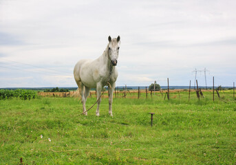 Obraz premium white horse with a straw hat on the field