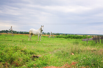 Fototapeta premium white horse with a straw hat on the field