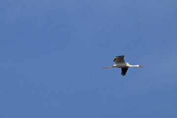 seagull on blue sky