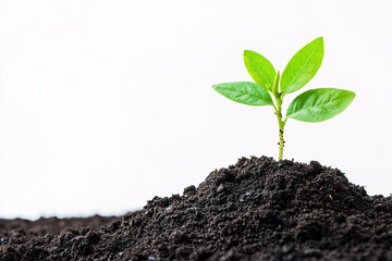 Naklejka premium young plant in soil