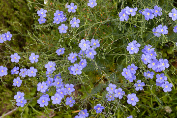 Close-up of flowering flax plants with delicate blue flowers against a lush green background