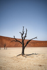 dead tree in Deathvlei 2 (portrait format)