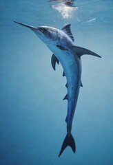 great blue shark in the sea