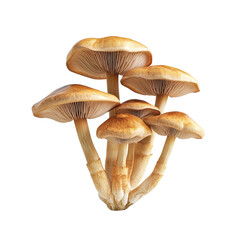 Fresh Wild Mushrooms with Brown Caps and Delicate Gills Displayed