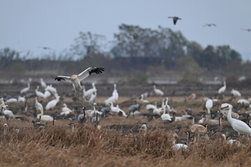 flock of seagulls in flight