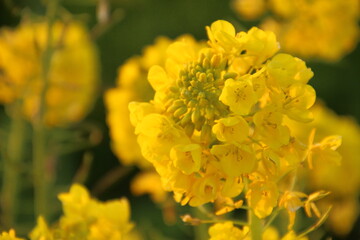 菜の花　菜の花畑