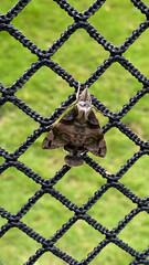 Brown Moth Perched on Black Netting