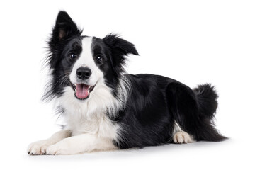 Adorable typical black and white young adult Border Collie dog, laying down side ways. Looking straight to camera with mouth open. Isolated on white background.